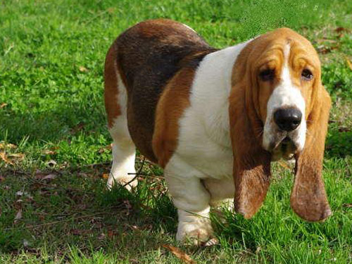 Basset Hound dog pictures