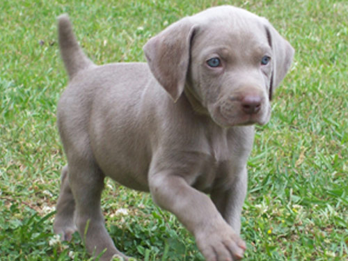 Weimaraner dog