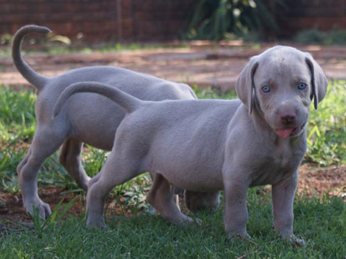 Weimaraner dog
