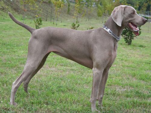 Weimaraner dog