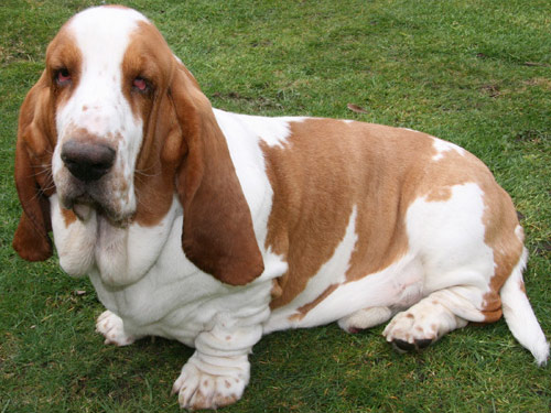 Basset Hound dog pictures