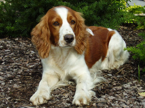 Welsh Springer Spaniel dog