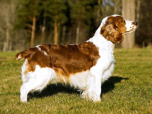 Welsh Springer Spaniel dog