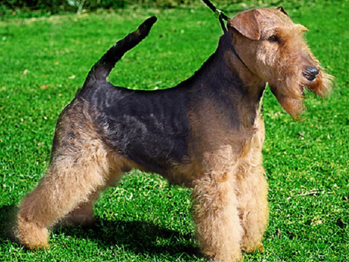 Welsh Terrier dog pictures