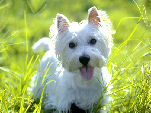 West Highland White Terrier dog