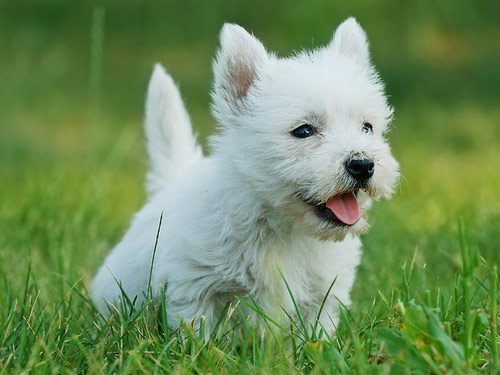 West Highland White Terrier dog