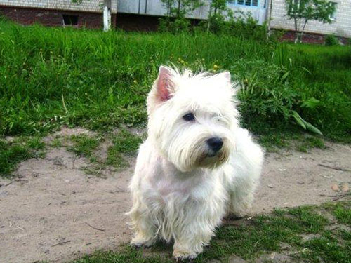 West Highland White Terrier dog pictures