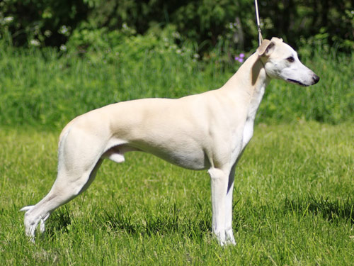 Whippet dog pictures
