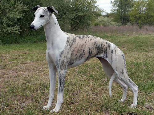 Whippet dog pictures