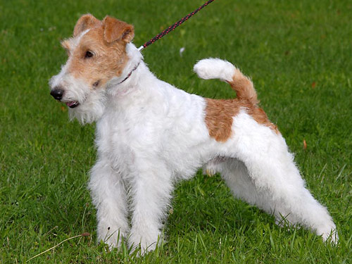 Wire Fox Terrier dog pictures