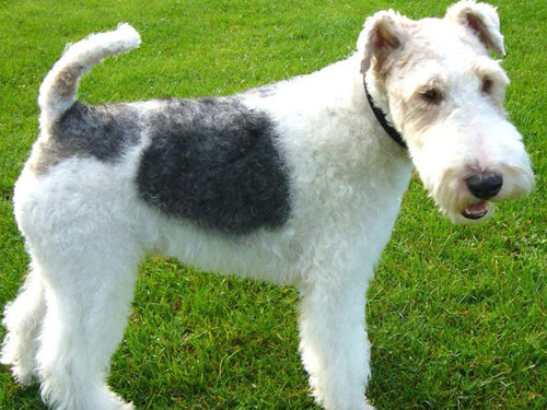 Wire Fox Terrier dog pictures