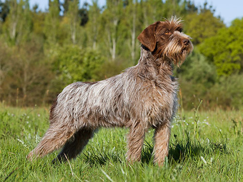 Wirehaired Pointing Griffon dog pictures