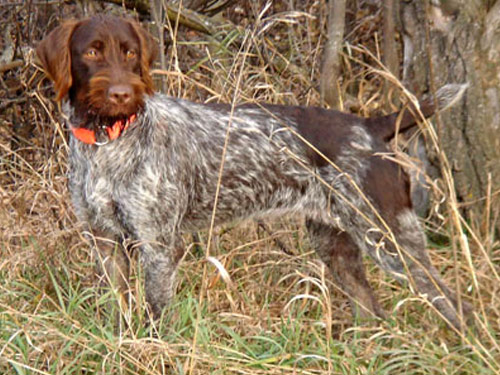 Wirehaired Pointing Griffon dog pictures