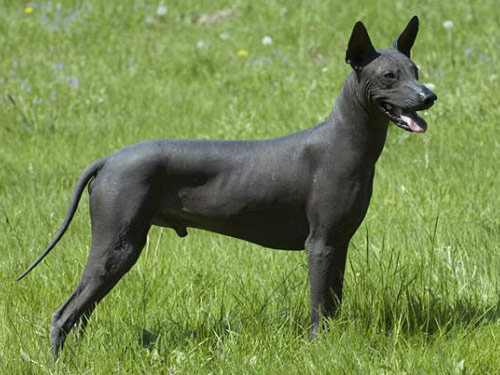Xoloitzcuintli dog