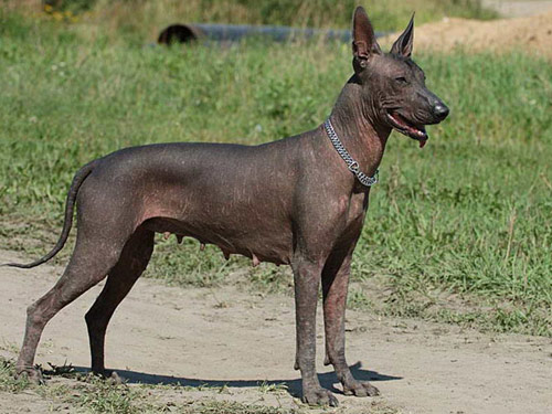 Xoloitzcuintli dog pictures
