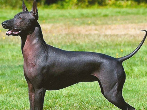Xoloitzcuintli dog pictures