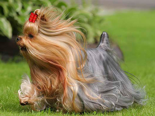 Yorkshire Terrier dog pictures