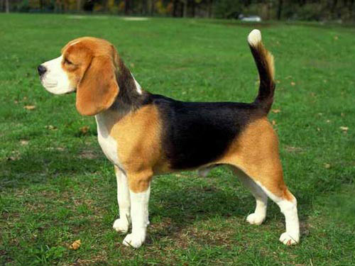 Beagle dog pictures