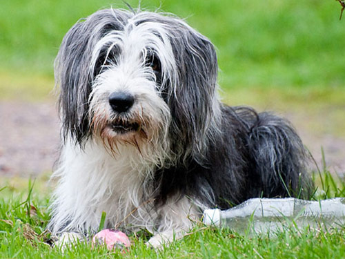 Bearded Collie dog
