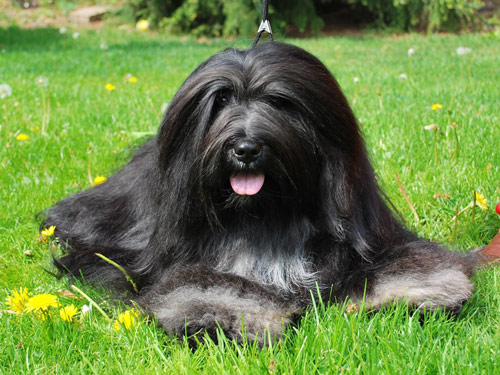 Bearded Collie dog pictures