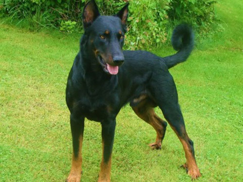 Beauceron dog pictures