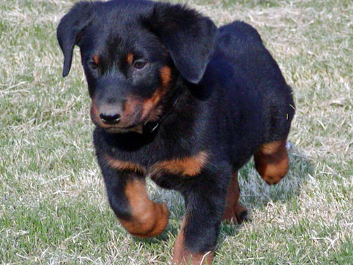 Beauceron dog pictures