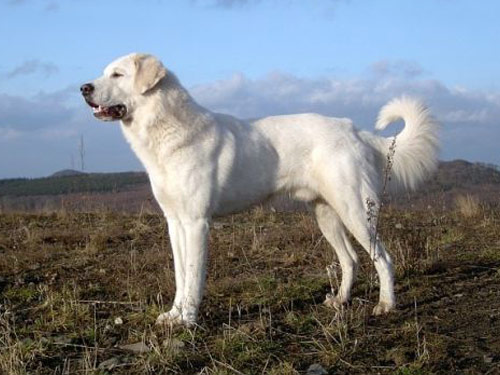 Akbash dog pictures