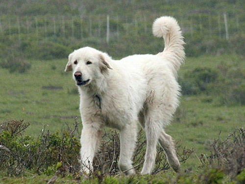 Akbash dog