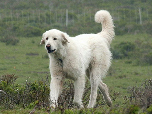 Akbash dog pictures
