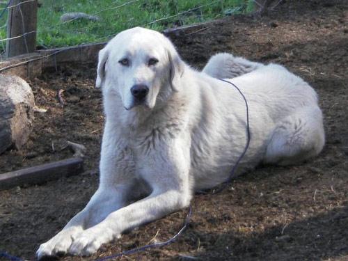 Akbash dog pictures