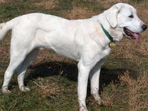 Akbash dog pictures