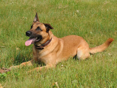 Belgian Malinois dog