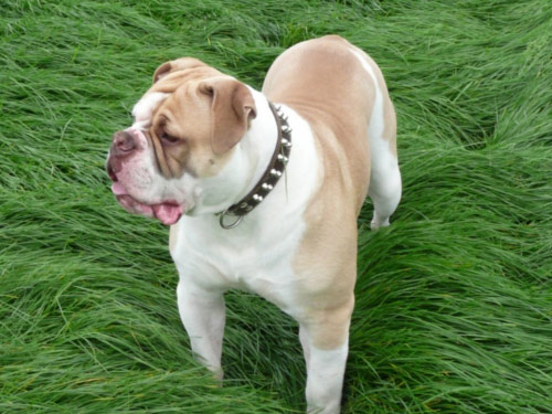 Alapaha Blue Blood Bulldog dog pictures