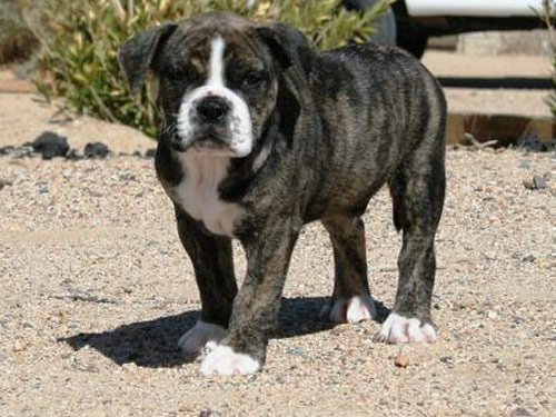 Alapaha Blue Blood Bulldog dog pictures