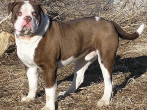 Alapaha Blue Blood Bulldog dog pictures
