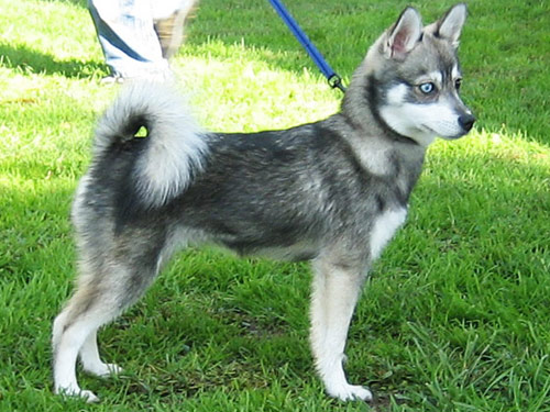 Alaskan Klee Kai dog