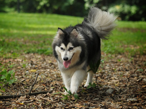 Alaskan Klee Kai dog