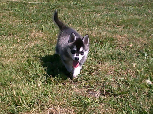 Alaskan Klee Kai dog