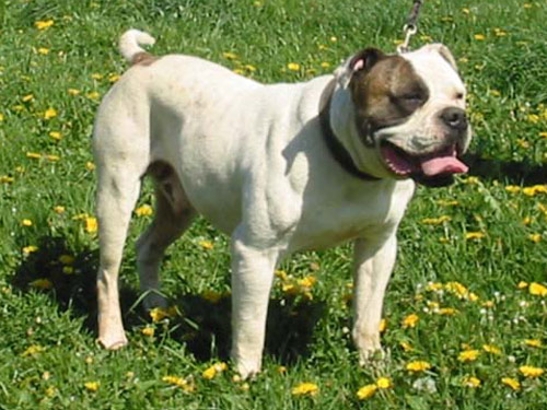 American Bulldog dog