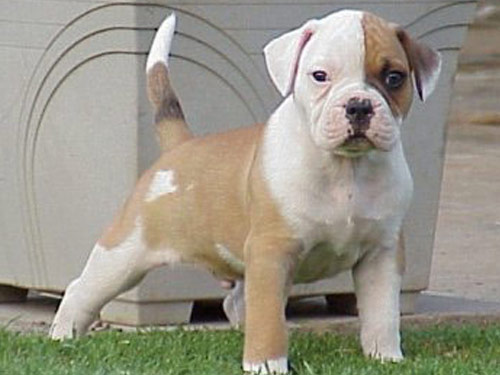 American Bulldog dog