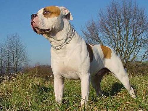 American Bulldog dog