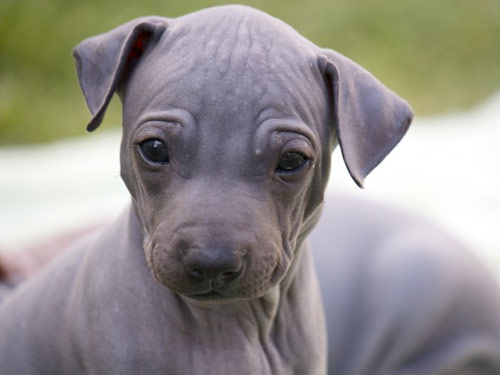 American Hairless Terrier dog