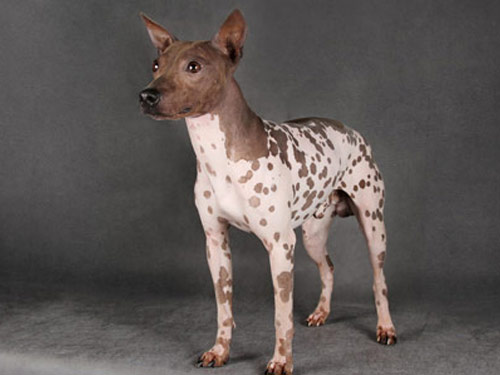 American Hairless Terrier dog