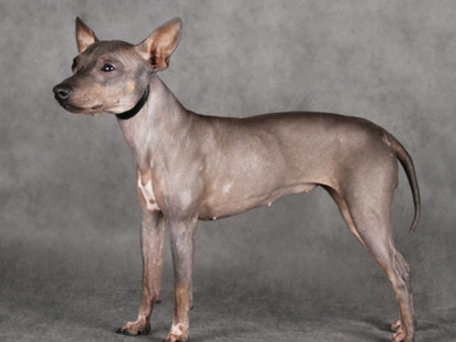 American Hairless Terrier dog