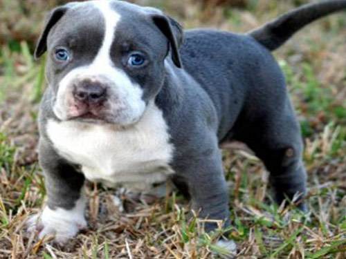 American Pit Bull Terrier dog pictures