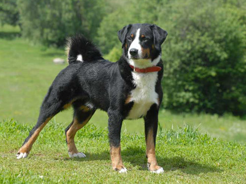 Appenzell Mountain dog pictures