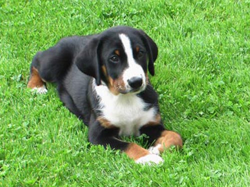 Appenzell Mountain dog pictures