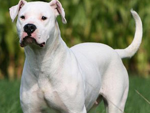  Argentine Dogo dog