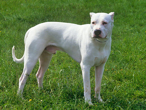  Argentine Dogo dog