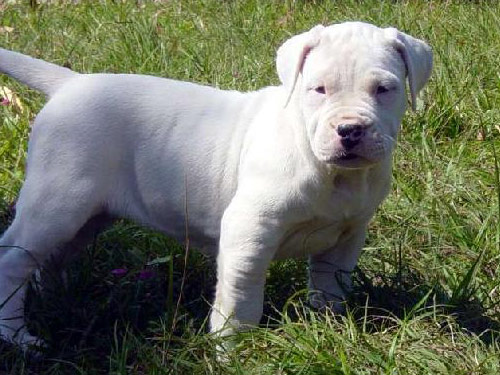  Argentine Dogo dog pictures